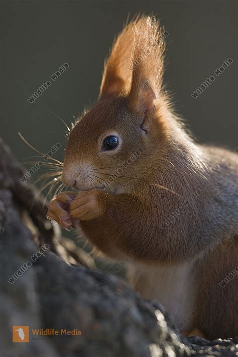 Eichhörnchen im Winter Bild bestellen - Naturbilder bei Wildlife Media