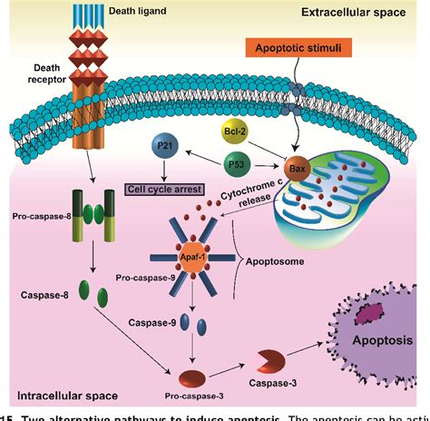 Table I from The SCF/c-KIT system and imatinib actions in prostate ...