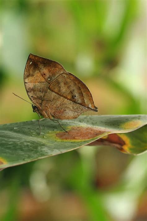 Butterfly camouflage stock image. Image of indian, butterfly - 15819231