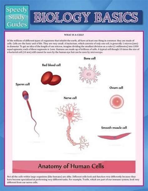 Biology Basics (Speedy Study Guide) by Speedy Publishing LLC (English) Paperback 9781635014525 ...