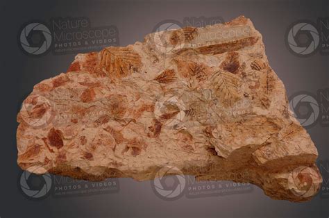 Leaf. Fossil. Early Pliocene - Plants - Neogene - Cenozoic - Fossils - Photos