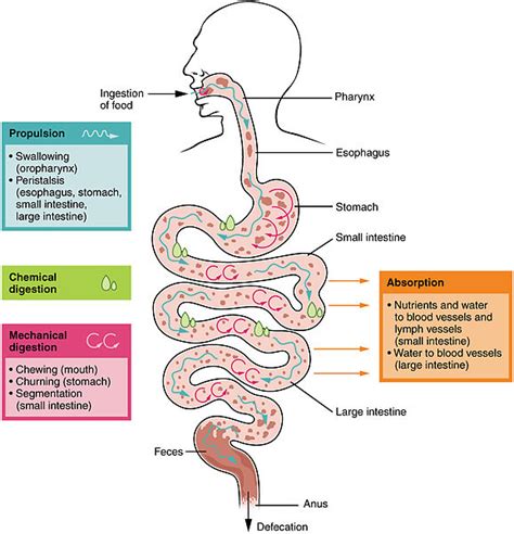 Difference Between Digestion and Absorption | Definition ...