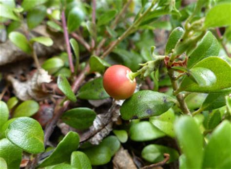 Bearberry: Pictures, Flowers, Leaves & Identification | Arctostaphylos ...