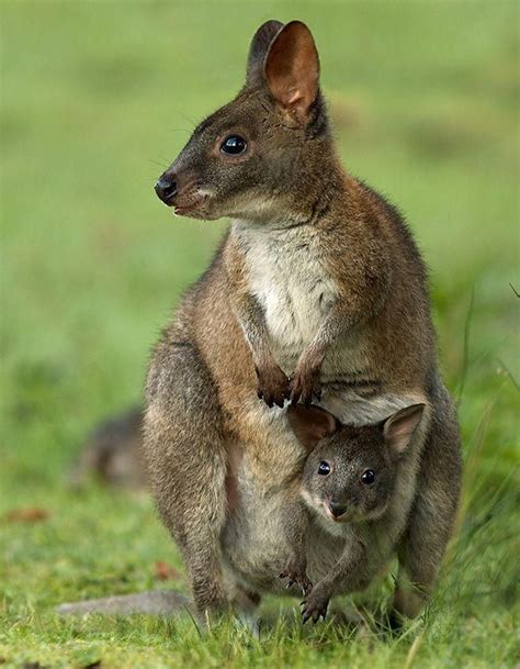 17 Best images about TASMANIAN ANIMALS - MY BACKYARD ZOO on Pinterest ...