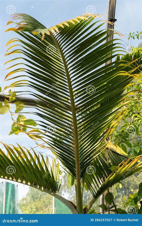 Bottle Palm or Hyophorbe Lagenicaulis Plant in Zurich in Switzerland ...