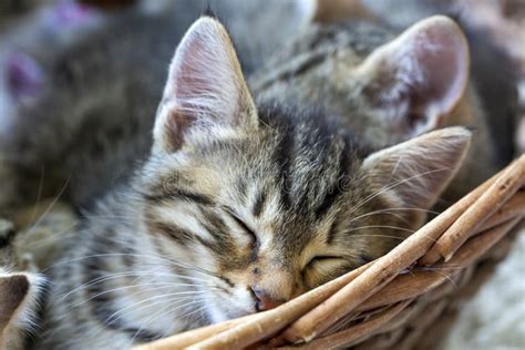 Cute Kittens Sleeping in a Basket Stock Image - Image of kitten, portrait: 239505119