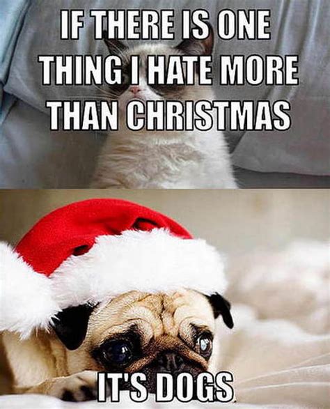 Top 10+ Pug Christmas Memes That Will Make You Merry!