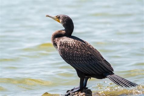 14 Types of Birds with Webbed Feet (with Pictures)