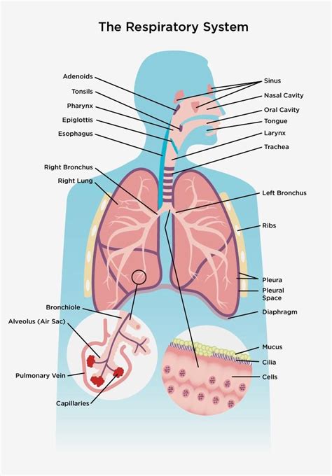 Respiratory system | the lung association | Respiratory system, Human ...