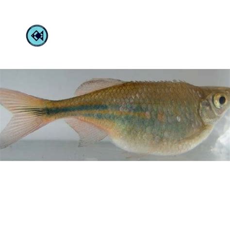 Molly Fish Diseases, Symptoms, Treatments | Aqua Products BD