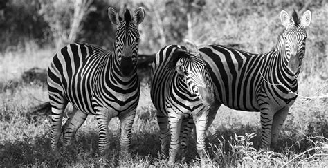 Zebras South Africa Safari - Free photo on Pixabay - Pixabay