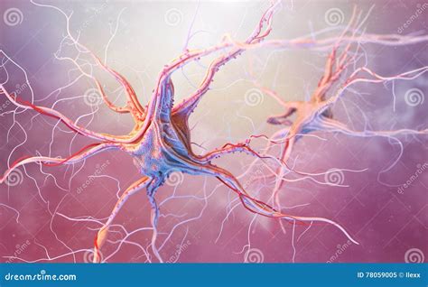 Neurons and nervous system stock illustration. Illustration of brainstorm - 78059005