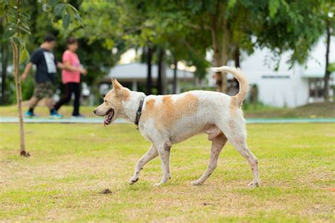 Dog Walk in the Public Park with People Walking in the Background Stock Photo - Image of tongue ...