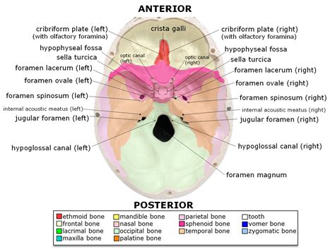 8.2.3: Markings of the Cranium - Biology LibreTexts