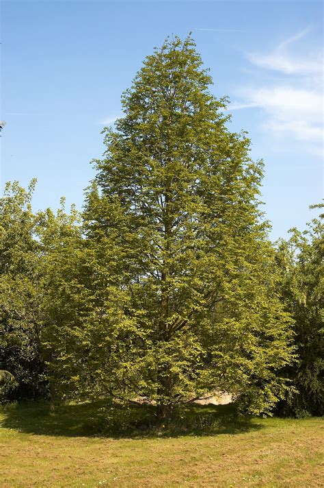 Opinions on metasequoia glyptostroboides