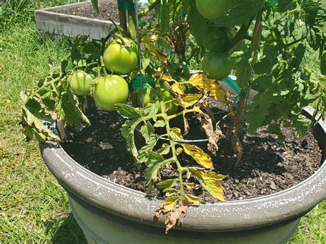 Tomato Leaves Spotty and Yellowing? Could Be Bacterial Leaf Spot. | Gardening in the Panhandle