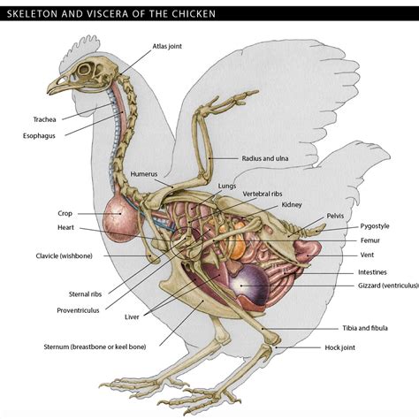 Chicken Anatomy for Butchering | Community Chickens | Chicken anatomy, Animal science, Animal ...