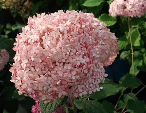 Hydrangea arborescens 'Pink Annabelle' ® | Ortensie, Arbusti, Fioritura