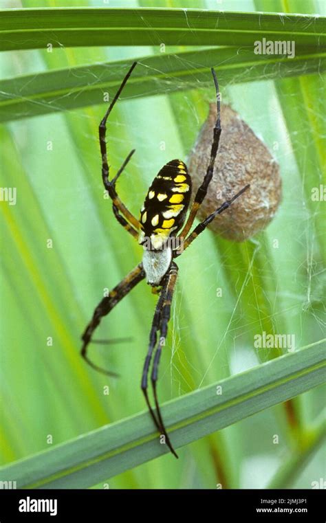 Black and Yellow Argiope spider Stock Photo - Alamy