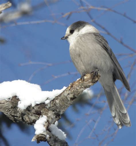 An Indigenous perspective on the Canada jay | Canadian Geographic