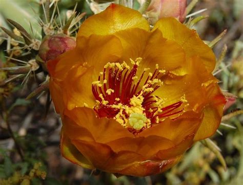 Cholla Cactus Flower! I love cacti, they are living Sculptures!!😃 ...