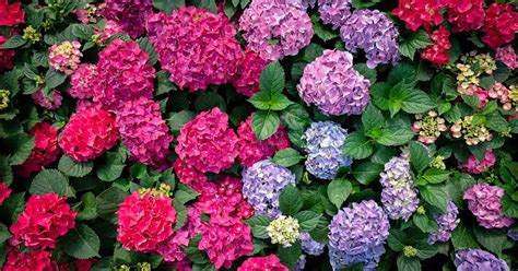 How to Propagate Hydrangeas from Cuttings | Gardener’s Path