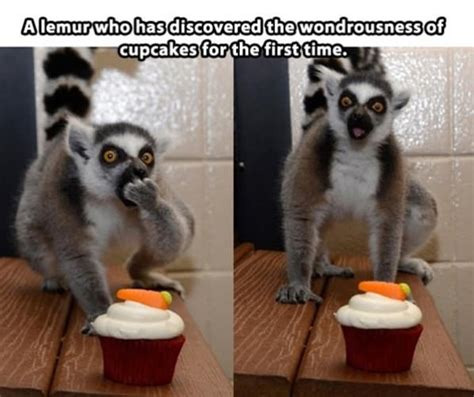 Lemur Cupcake