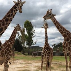 African Safari - 99 Photos & 26 Reviews - Zoos - Blvd. Capitán Carlos Camacho Espíritu Km 16.5 ...