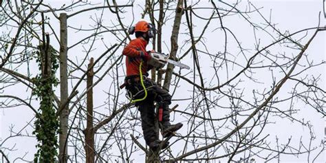 6 Tree Cutting Techniques Pros Use to Fell Trees Safely