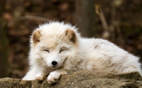 nature, Animals, Baby Animals, Fox, Arctic Fox Wallpapers HD ... | Baby ...