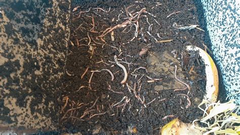 Update on my worm composting bin. : r/vermicompost