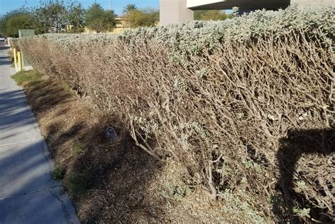 Radical Pruning - Texas Sage - Corona Landscape