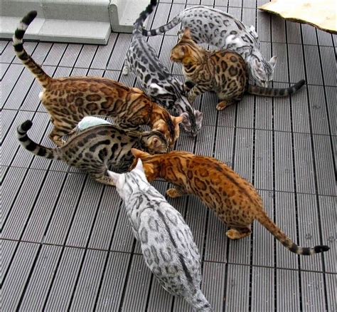 Bengal Cat Colors & Patterns