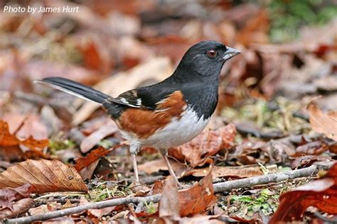 Tennessee Watchable Wildlife | 100 Common Birds of Tennessee | Eastern ...