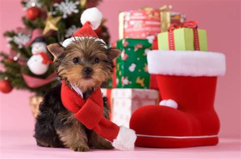 Cute Christmas Puppies - Cute Baby Animal Photos