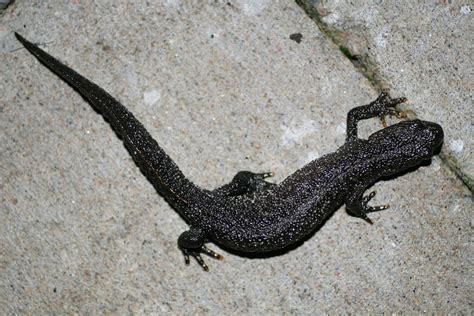 Northern crested newt Triturus cristatus (northern crested newt) in Sinarp, Skåne, Sweden (With ...