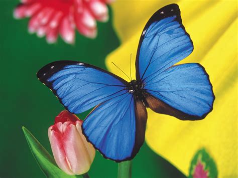 Beautiful Butterfly Wallpapers