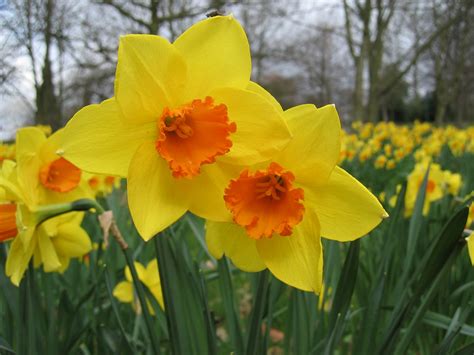 Narcissus (Daffodil) - Flowers