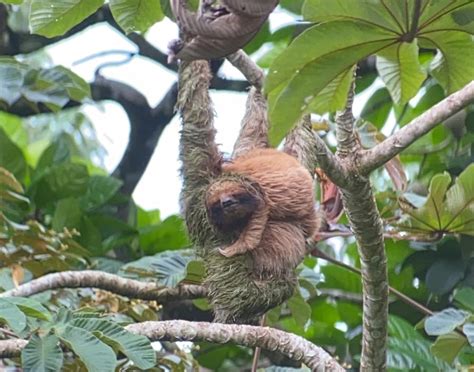 Threats to Sloths and their Jungle Home - The Sloth Conservation Foundation