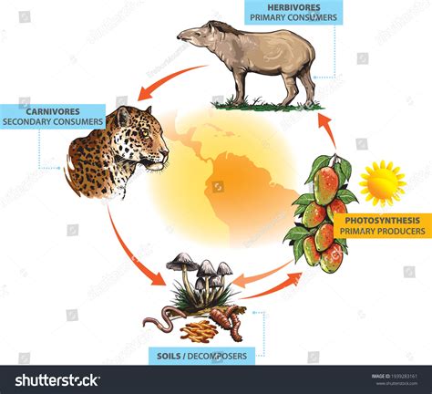 1,192 Food Chain Pyramid Images, Stock Photos & Vectors | Shutterstock