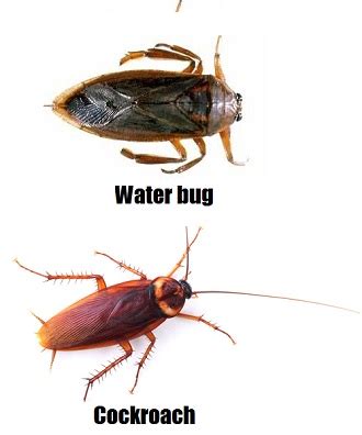 Water bugs v Cockroaches – what’s the difference?