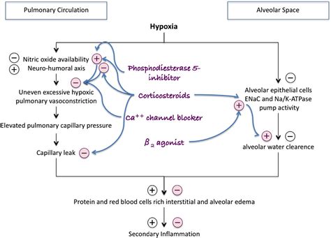 Figure 1 from Prevention and treatment of high-altitude pulmonary edema ...