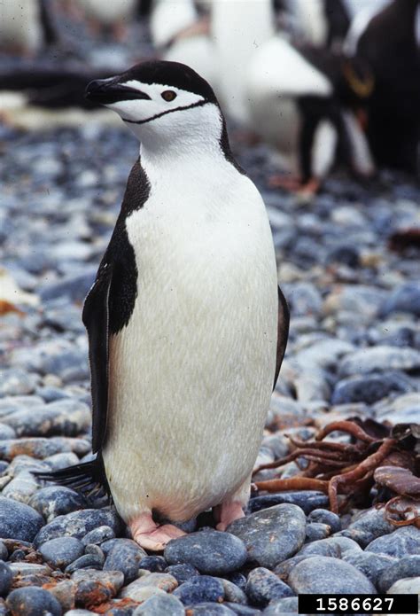 chinstrap penguin (Pygoscelis antarcticus)