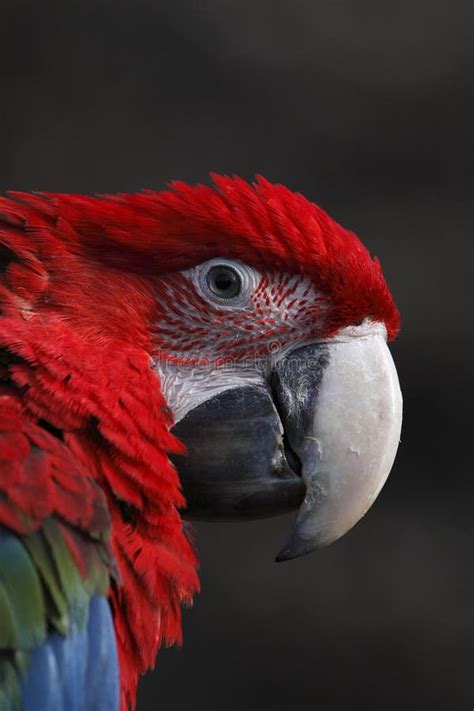 Detail of red cuban macaw stock photo. Image of macaw - 13742718