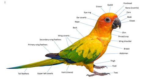 Parrot Biology | Parrot Biology | Parrots | Guide | Omlet US