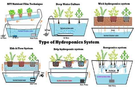 6 Type of DIY Hydroponic Systems and their Growing Media