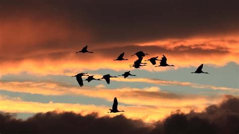 Audubon Bird Migration Explorer Drives Conservation Initiatives