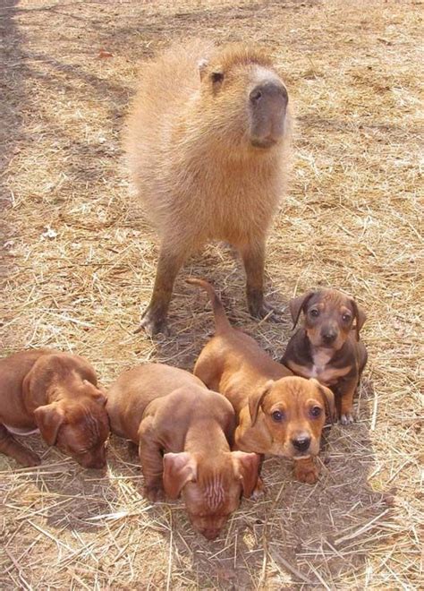 Capybara Adopts a Litter of Abandoned Puppies Puppy Snuggles, Weenie Dogs, Dachshund Puppies ...