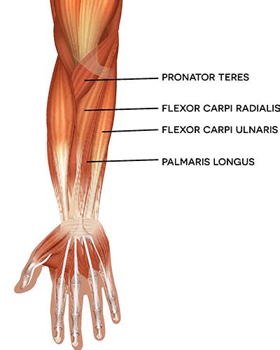 Arm Muscles: Anatomy, Function, and How to Build Them | Health Daily Report