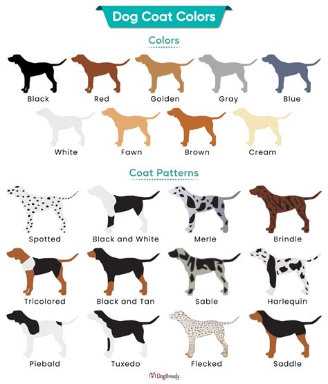 Dog Coat Colors With Pictures | 101DogBreeds.com